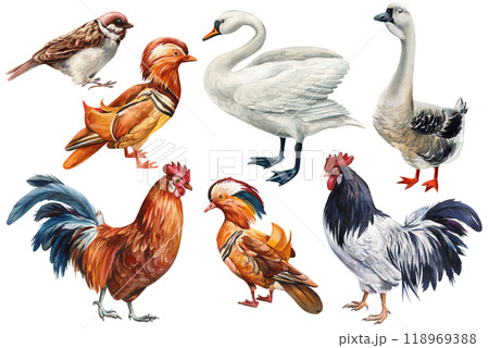 Set birds hand-painted watercolor Isolated on white background, birds clipart for designers, wild nature creative decor Set birds hand-painted watercolor Isolated on white background, birds clipart for designers, wild nature creative decor 118969388