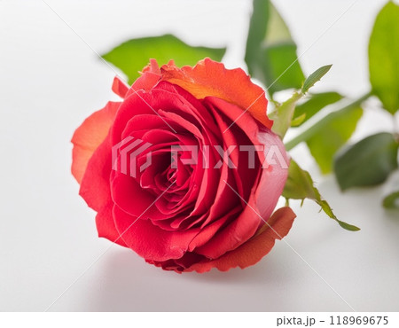 真紅の薔薇 118969675