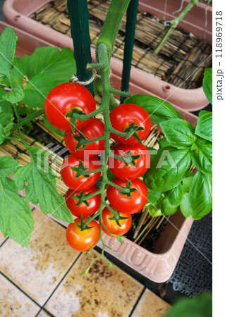 フレッシュ　ミニトマト　プランターでバジルと寄せ植え 118969718