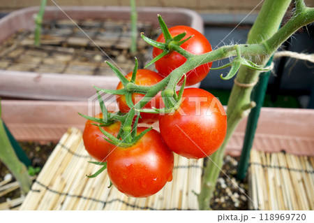 フレッシュ　ミニトマト　プランター栽培 118969720