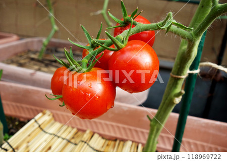 フレッシュ 真っ赤なミニトマト プランター栽培 フレッシュ 真っ赤なミニトマト プランター栽培 118969722
