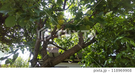 もうすぐ収穫する大きい我が家の梅の実 118969908