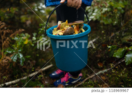 Woman with mushrooms in plastic basket in autumn forest. Harvesting edible mushroom in woodland. Fall season Woman with mushrooms in plastic basket in autumn forest. Harvesting edible mushroom in woodland. Fall season 118969967