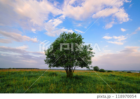 lonely tree in a field in meadow in summer at dawn 118970054