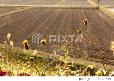 秋の日差しを浴びた草花と田んぼの風景 118970639