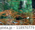 秋の水面 118970779