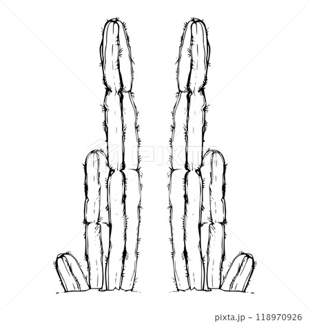 Nature tropical exotic desert plant succulent cactus aloe agave nopal. Hand drawn ink vector illustration isolated on white. Single element for travel, vacation brochure, print, botanical garden ads 118970926