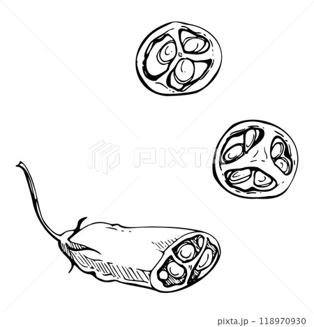 Mexican chili bell pepper, spicy vegetable jalapeno habanero salad ingredient. Hand drawn ink vector Isolated illustration. Design snack bar, delivery restaurant cafe menu, recipe book, farmers market 118970930