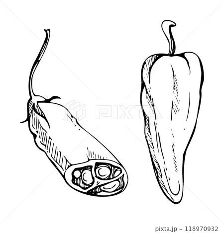 Mexican chili bell pepper, spicy vegetable jalapeno habanero salad ingredient. Hand drawn ink vector Isolated illustration. Design delivery restaurant cafe menu, snack bar, recipe book, farmers market 118970932