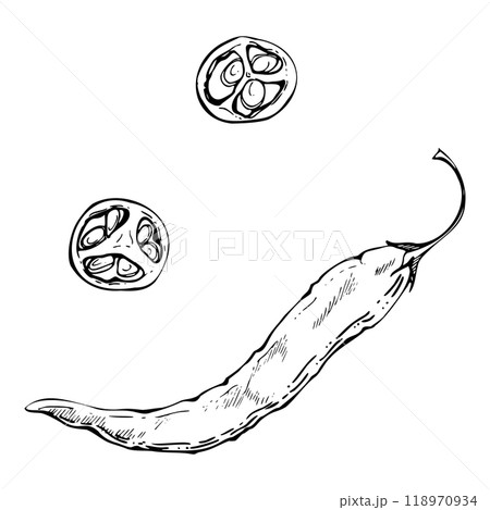 Mexican chili bell pepper, spicy vegetable salad ingredient jalapeno habanero. Hand drawn ink vector Isolated illustration. Design snack bar, delivery restaurant cafe menu, recipe book, farmers market 118970934