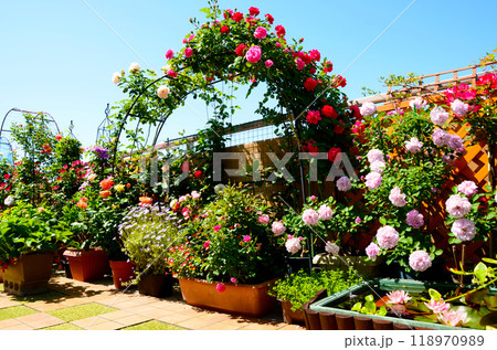 バルコニーのバラが満開　贅沢な空間と時間　お花のある日常 118970989