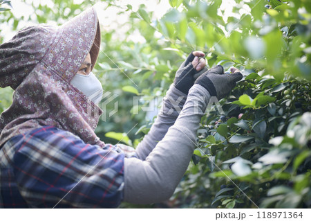 ブルーベリー農園で収穫作業をする女性 118971364