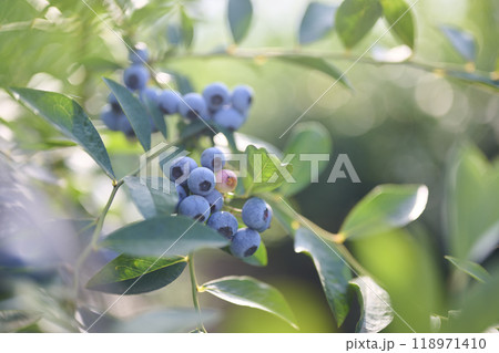 成長過程のブルーベリーの実 118971410