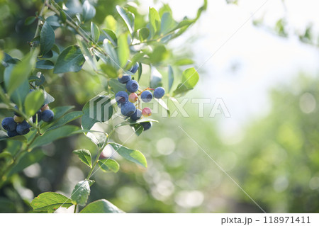 成長過程のブルーベリーの実 118971411