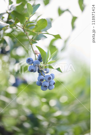 成長過程のブルーベリーの実 成長過程のブルーベリーの実 118971414