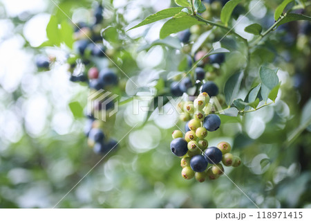 成長過程のブルーベリーの実 118971415