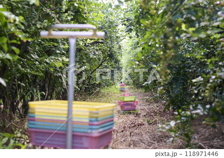 ブルーベリーがたわわに実った農園の風景 118971446