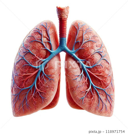 肺_lung_AIで生成 肺_lung_AIで生成 118971754