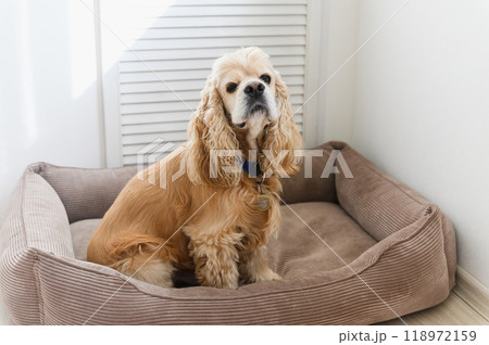 American Cocker Spaniel sitting in his dog bed. 118972159