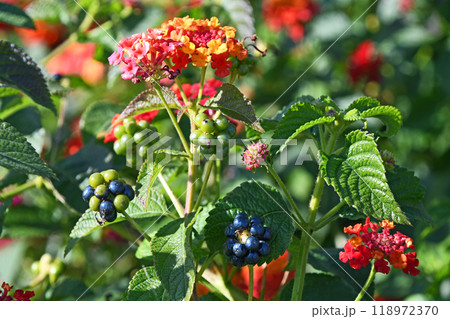 実のついたランタナ 118972370