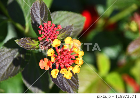 ランタナ 118972371