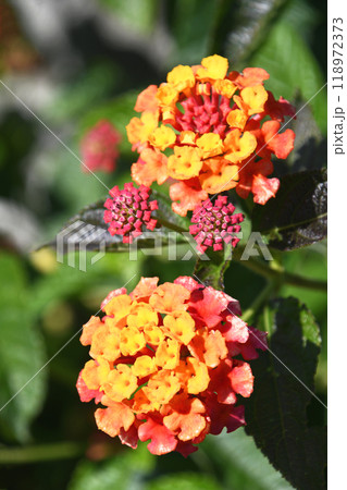 ランタナ 118972373