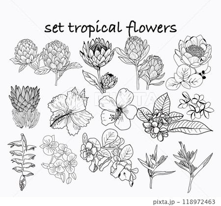 Set of hand drawn Tropical vector set floral illustration. Set of hand drawn Tropical vector set floral illustration. 118972463