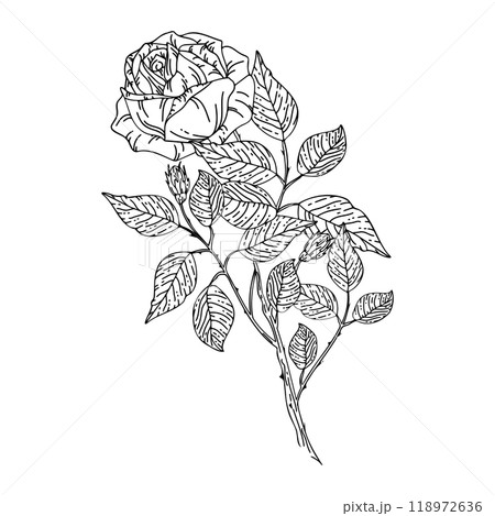 Outline picture of the rose 118972636