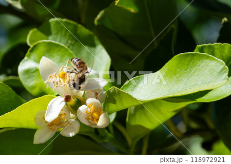 Pollinating bee among lemon blossoms. Animals, insects. 118972921