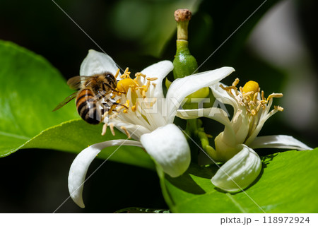 Pollinating bee among lemon blossoms. Animals, insects. 118972924