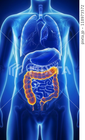 Internal Organs - A medical illustration showing the human digestive system 118973572
