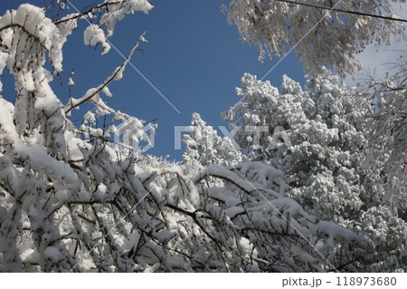 白い雪の花が咲く 白い雪の花が咲く 118973680