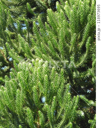 チリマツ（別名：モンキーパズル）の葉 118973695