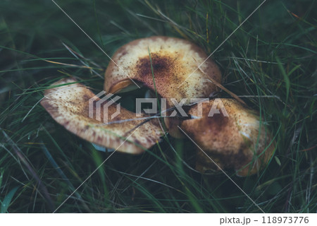 The mushroom is an umbrella, dark disc in dense grass. Autumn background The mushroom is an umbrella, dark disc in dense grass. Autumn background 118973776