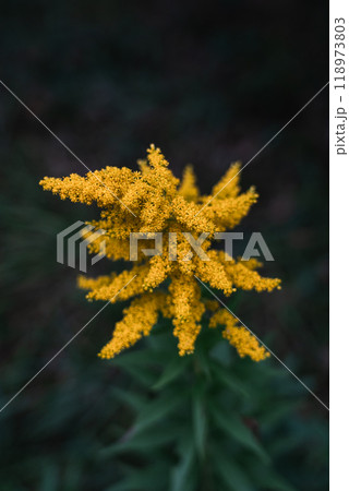 Canadian goldenrod. A yellow plant grows in the garden. Yellow Flower 118973803