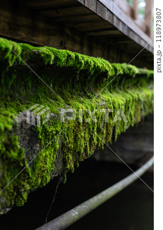 The concrete bridge over the river was covered with thick, green moss. Moss 118973807