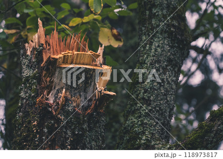 A broken tree in the garden. A piece of broken wood. A broken tree trunk A broken tree in the garden. A piece of broken wood. A broken tree trunk 118973817