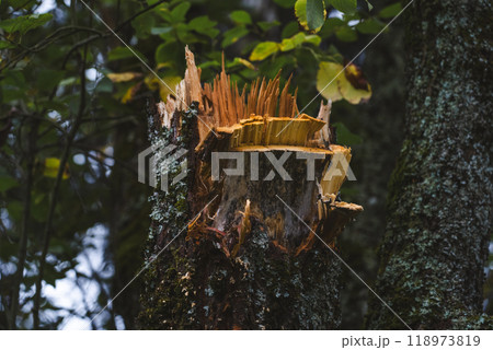 A broken tree in the garden. A piece of broken wood. A broken tree trunk A broken tree in the garden. A piece of broken wood. A broken tree trunk 118973819
