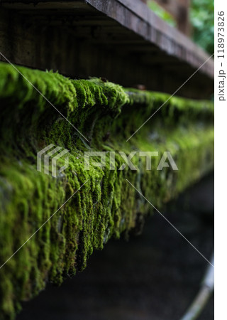 The concrete bridge over the river was covered with thick, green moss. Moss 118973826