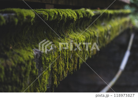 The concrete bridge over the river was covered with thick, green moss. Moss 118973827