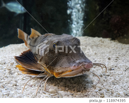 Tub Gurnard Spiny red gurnard Chelidonichthys spinosus 118974395