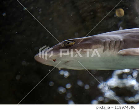 dogfish shark underwater close up portrait 118974396