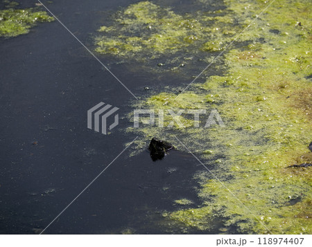 Turtle Trachemys scripta on pond 118974407