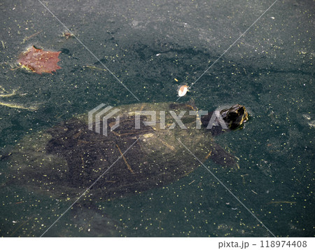Turtle Trachemys scripta on pond 118974408