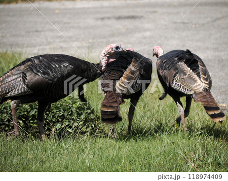 turkey crossing the road in america turkey crossing the road in america 118974409