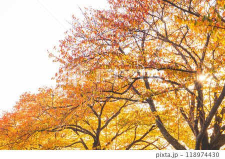 光射すさくらの樹の紅葉 光射すさくらの樹の紅葉 118974430
