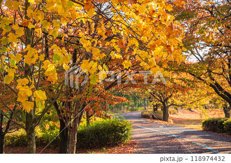 信州スカイパークの紅葉　 118974432