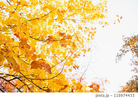 紅葉したユリノキ 118974433