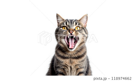 Expressive tabby cat mid-meow white background, domestic animal communication, feline behavior, pet emotion, whiskers fur texture, close-up photography, cute pet portrait, animal expression 118974662