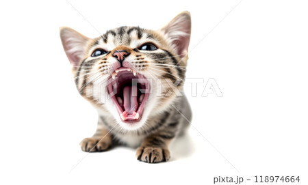 Striped kitten yawning or meowing loudly, close-up view, detailed fur texture, isolated on white background, expressive feline face with sharp teeth visible 118974664